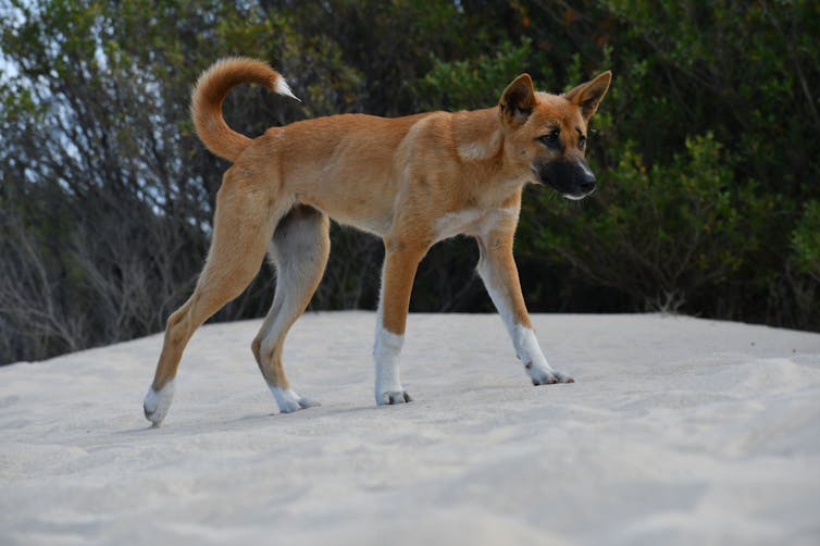 A dingo with a black muzzle walking on a sandy beach with green scrub in the background