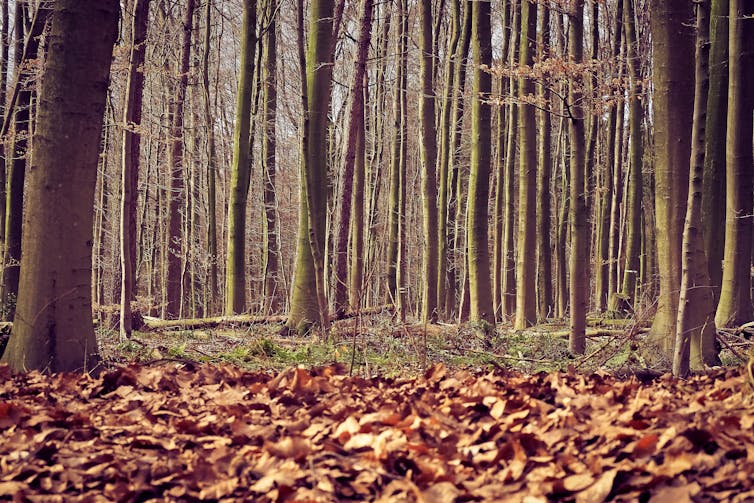 A photo of densely packed tree trunks in a forest