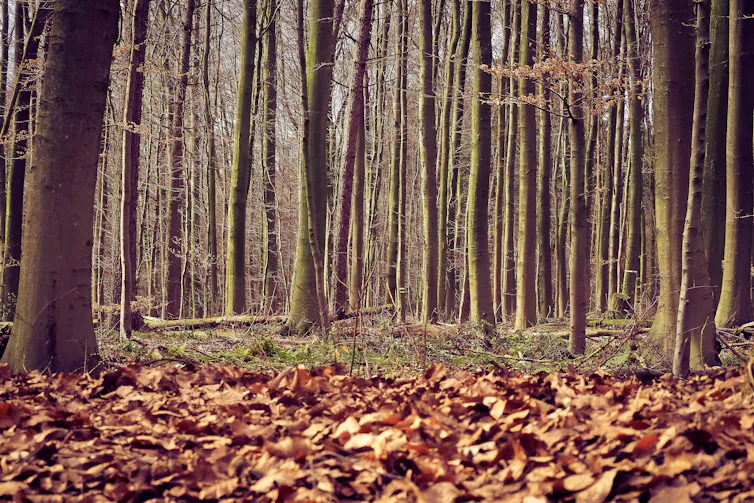 A photo of densely packed tree trunks in a forest