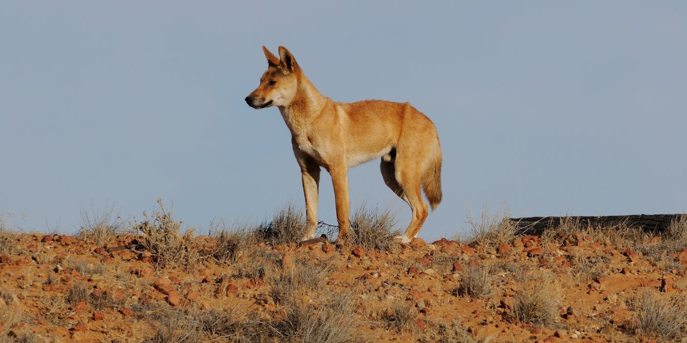 Scientists find dingoes genetically different from domestic dogs