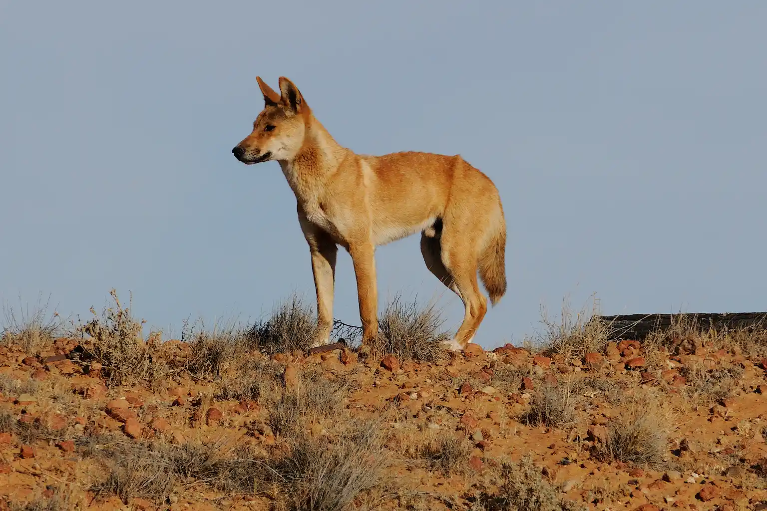 Dingo Incanada New DNA testing shatters ‘wild dog’ myth: most dingoes are pure