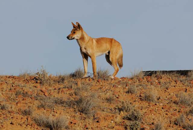 A dingo in the wild, on the crest of a rocky slope with a pale blue sky in the background
