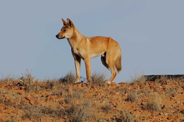 A dingo in the wild, on the crest of a rocky slope with a pale blue sky in the background