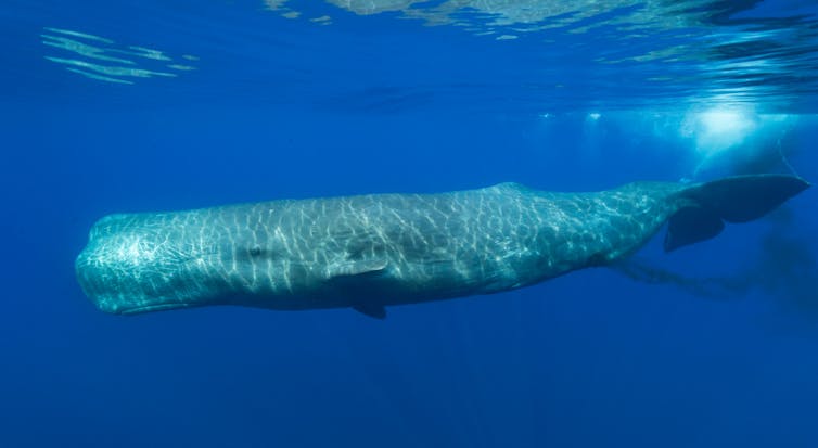 sperm whale pooing