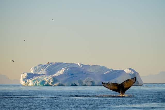 whale feeding antarctica