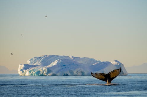 Whale of a tale? The stories about whales helping tackle climate change are overblown