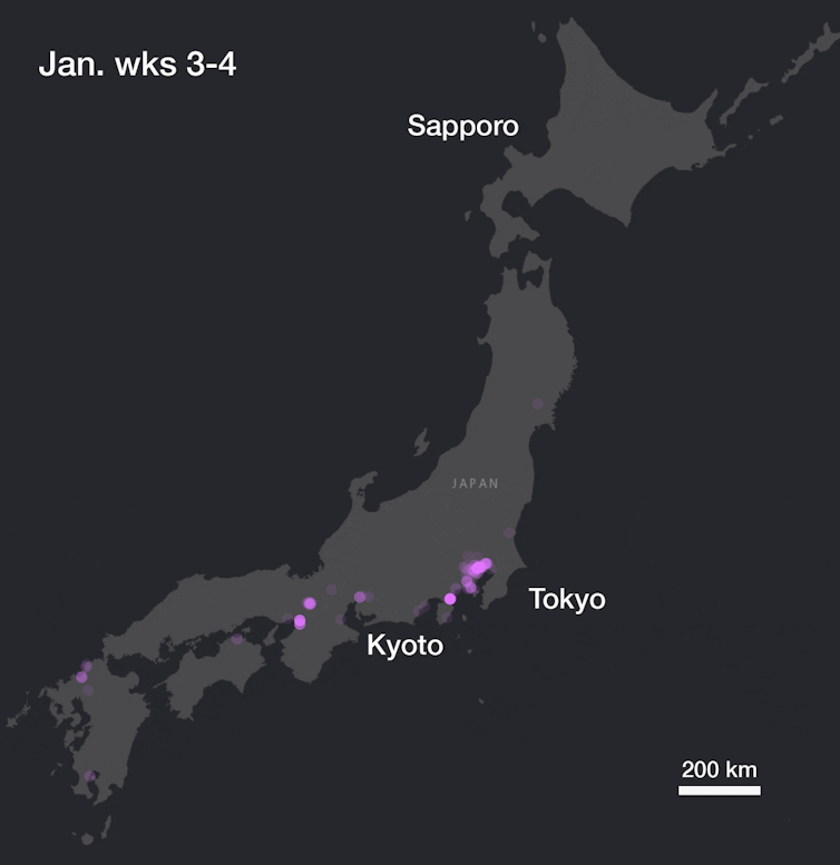 An animated map showing cherry blossom flowering across Japan