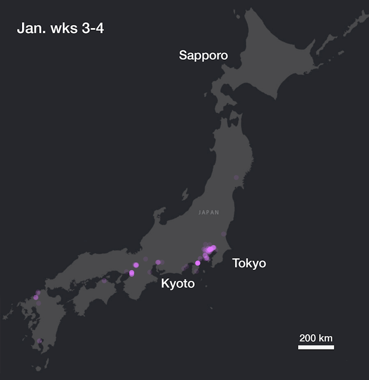 An animated map showing cherry blossom flowering across Japan