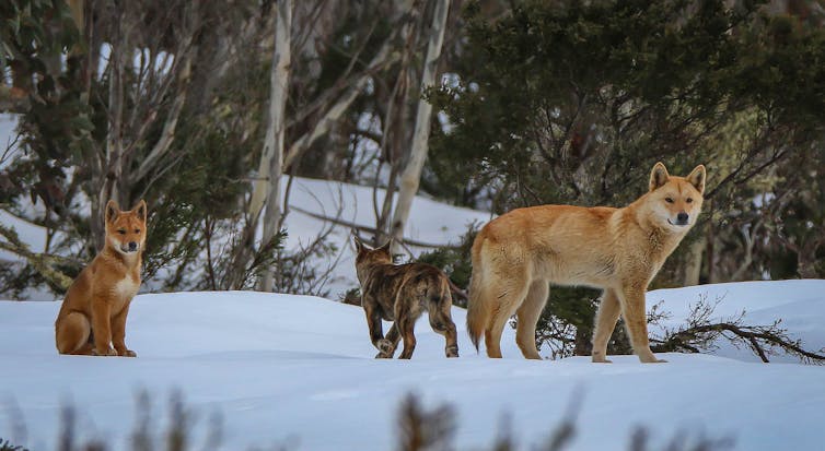 A dingo family of three in the snow on the southern alps of Australia