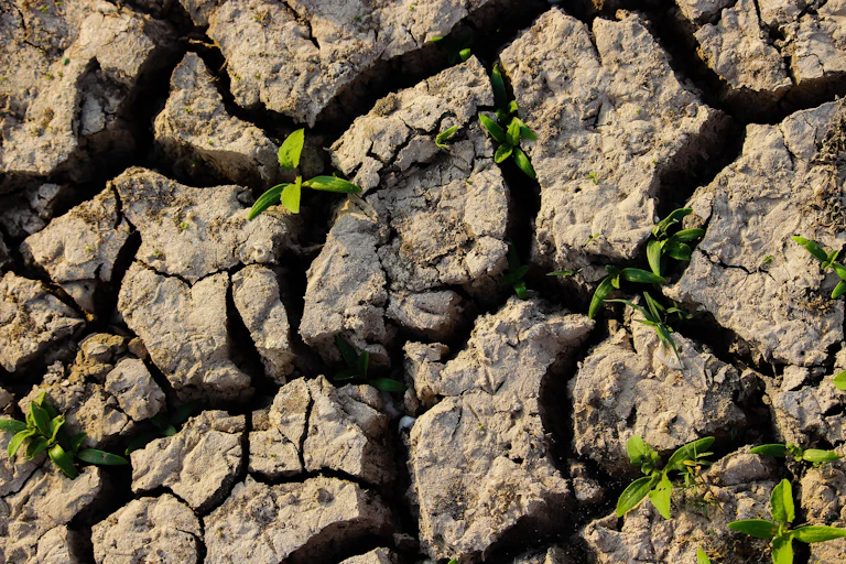 A few green leaves emerge in very dried land.