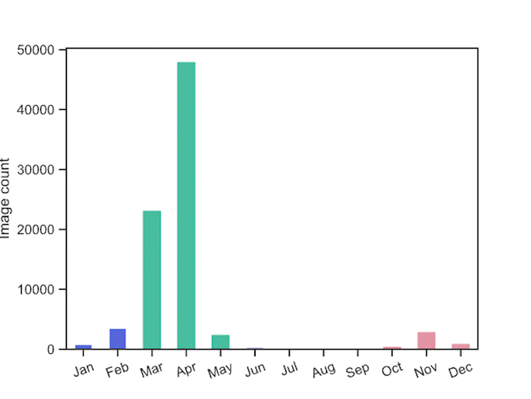 A graph showing cherry blossom photographs from Flickr taken within Japan from 2008 to 2018 show an April peak as well as an unexpected smaller peak in November. 