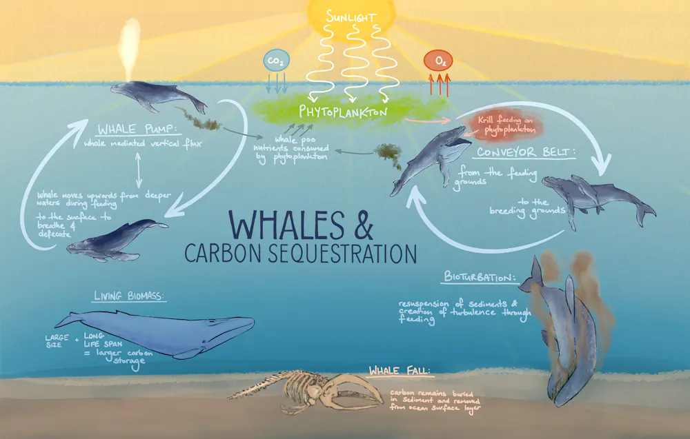 Whale Development Whale of a tale? The stories about whales helping tackle climate change ...