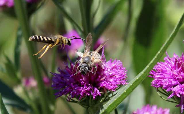 une abeille sauvage attaque une abeille