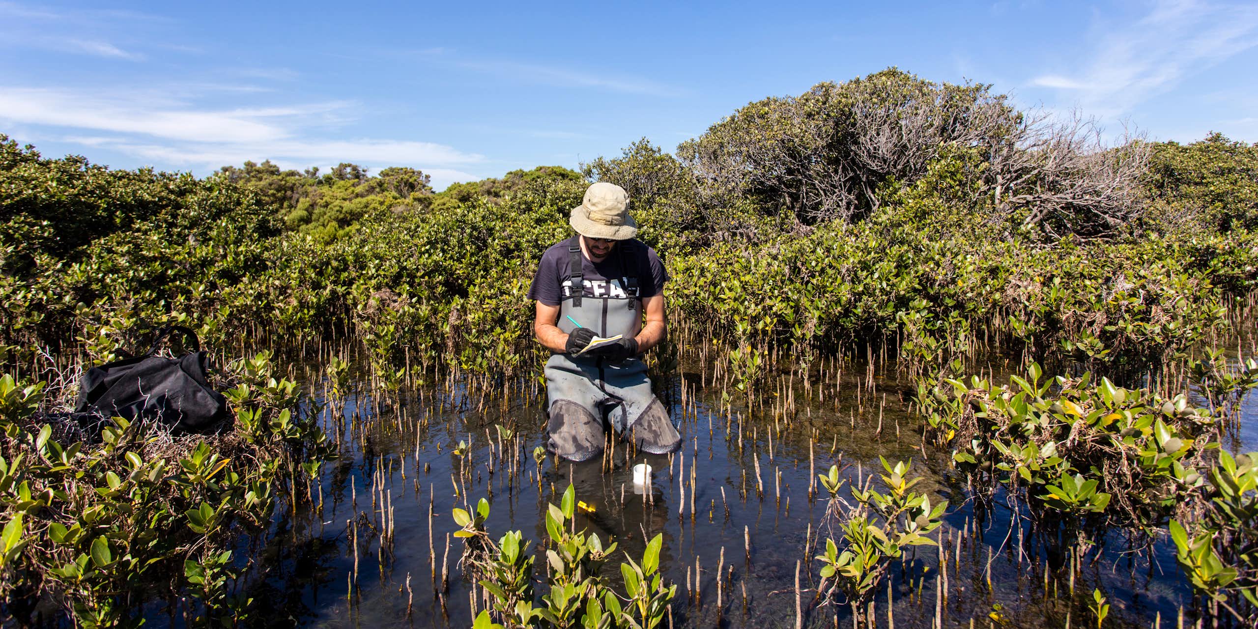 Un homme procède à des relevés dans une mangrove 
