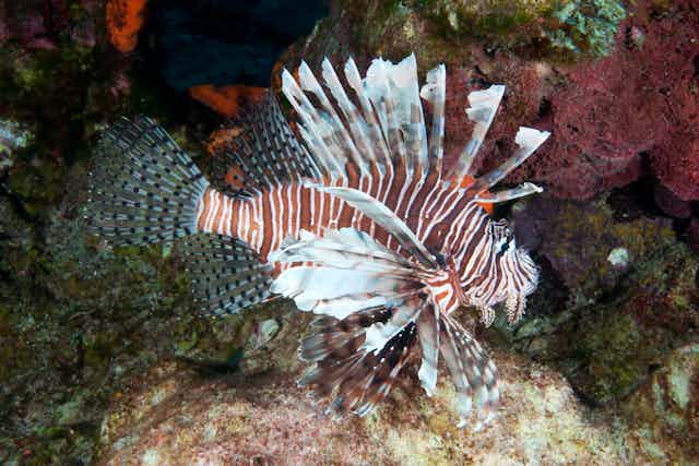 A red and white striped fish with long fins swims above corals.
