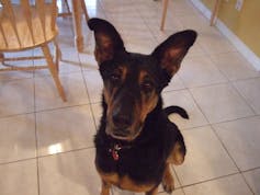 a german shepherd mix dog sits on a kitchen floor
