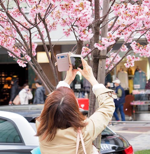 Social media snaps map the sweep of Japan’s cherry blossom season in unprecedented detail