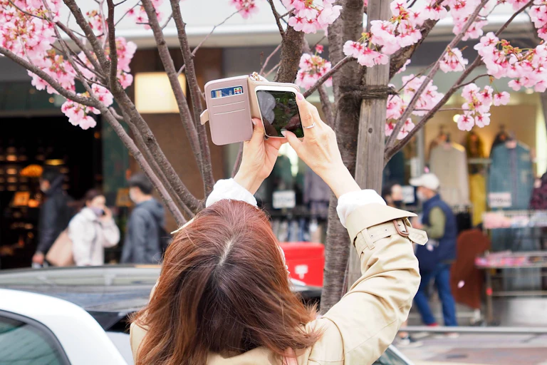 A photo shows a woman taking a photo of a blossoming cherry tree with her phone.
