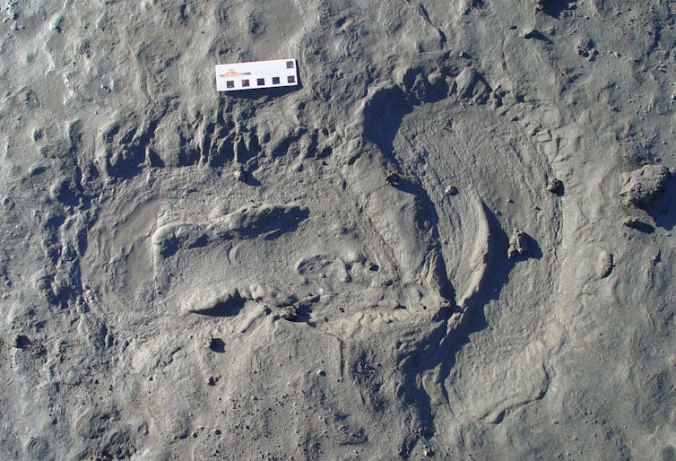 A grey rock with shallow, oddly shaped footprints