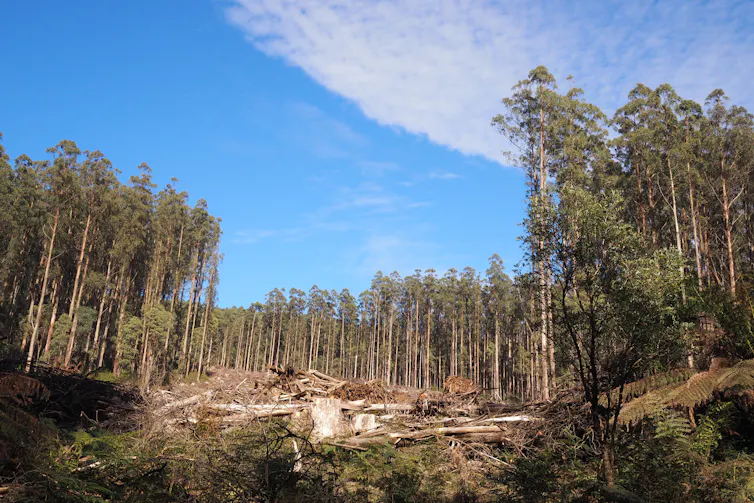 mountain ash forest logging
