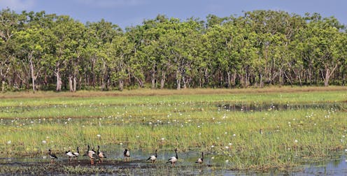 What should happen to native forests when logging ends? Ask Victoria's First Peoples
