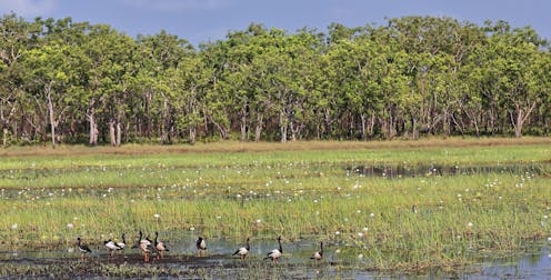 What should happen to native forests when logging ends? Ask Victoria's First Peoples