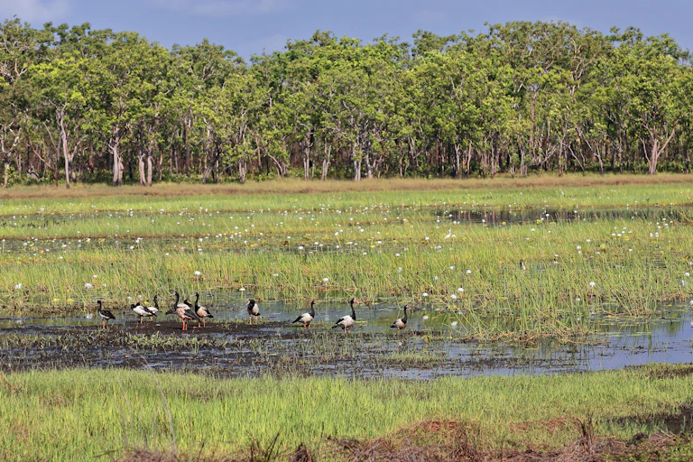 forests and grasslands
