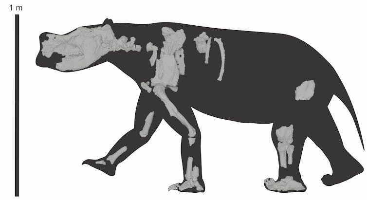 A black silhouette of a rhino like animal with bones overlaid in several places