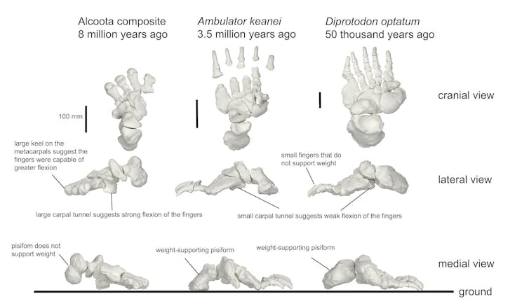 A chart showing skeleton bones in three orientations