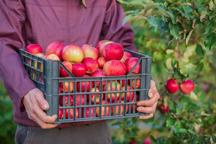 Person holding a crate of apples picked off a tree behind them