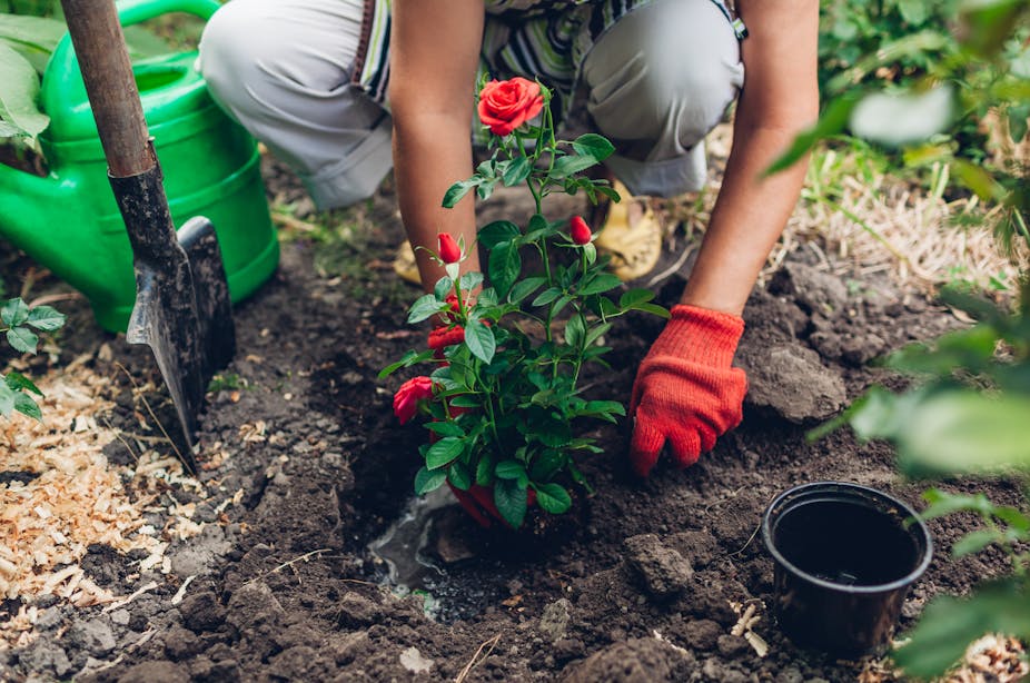 A woman plants a rose bush in her garden.