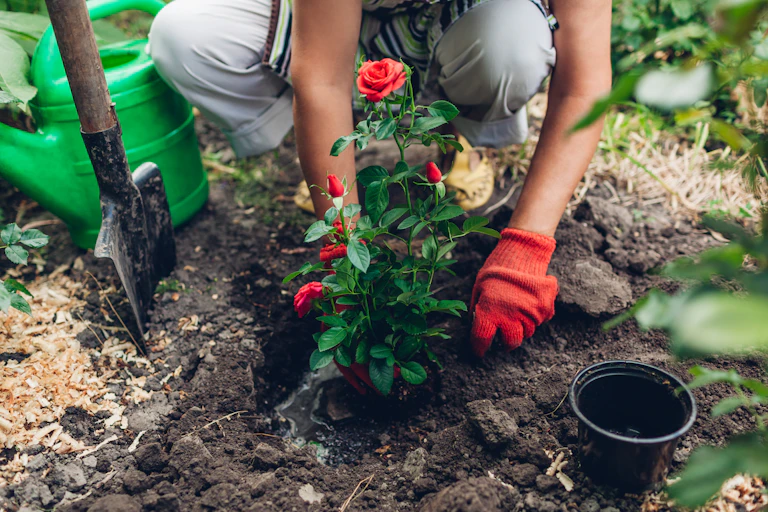 A woman plants a rose bush in her garden.