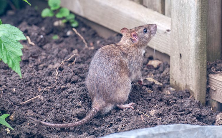 A rat in a garden looking at a wooden fence.
