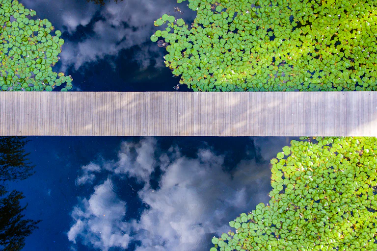 bridge over pond