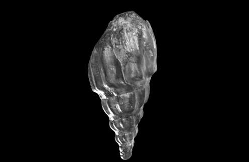 A new virtual museum reveals 600 million years of Australian fossils in unprecedented 3D detail