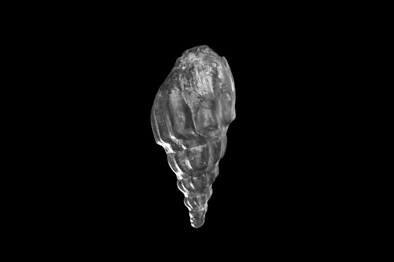 A 3D computer illustration of a conical shellfish shell