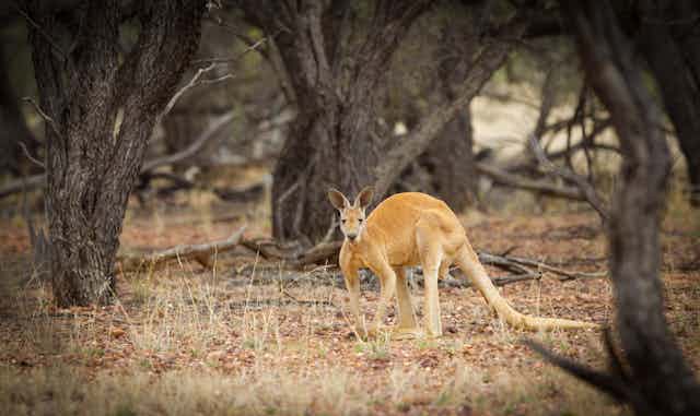 red kangaroo in bush