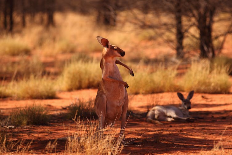 female kangaroo scratches while joey lies nearby