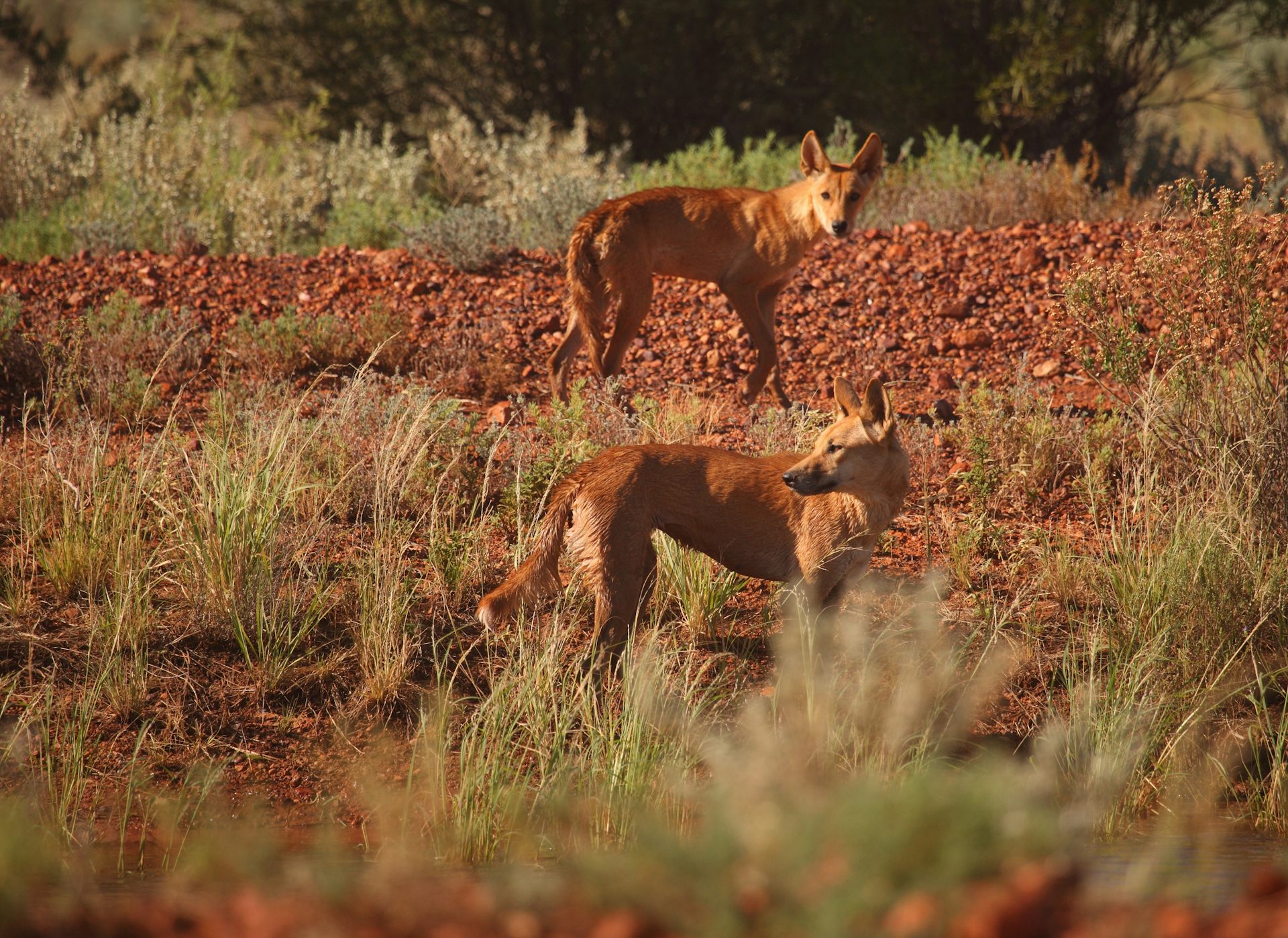 two dingoes in the outback