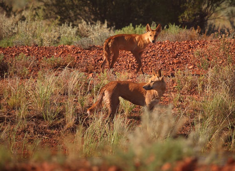 two dingoes in the outback