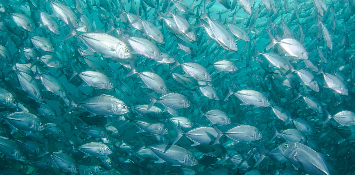 Stressé comme un poisson dans l’eau Stressé comme un poisson dans l’eau