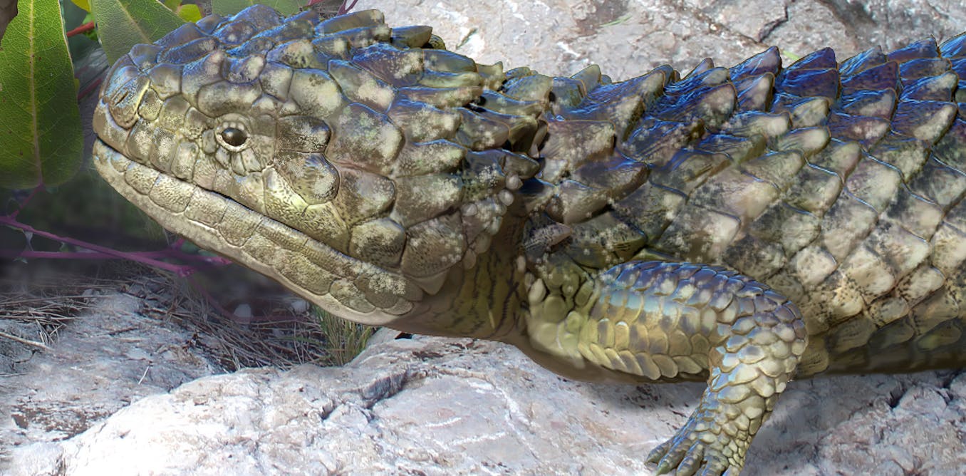 Meet the biggest and most bizarre skink ever found in Australia. It ...