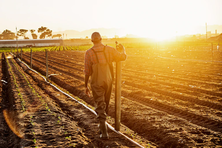 A silhouette rear view of a young male farmer on the farm during dusk