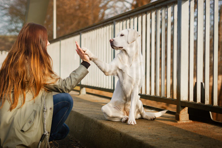 Labrador blanc qui tend sa patte à une jeune femme