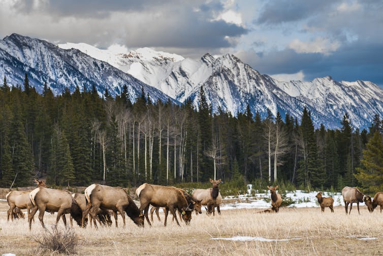 wild mountain elk in a meadow with mountains in the background