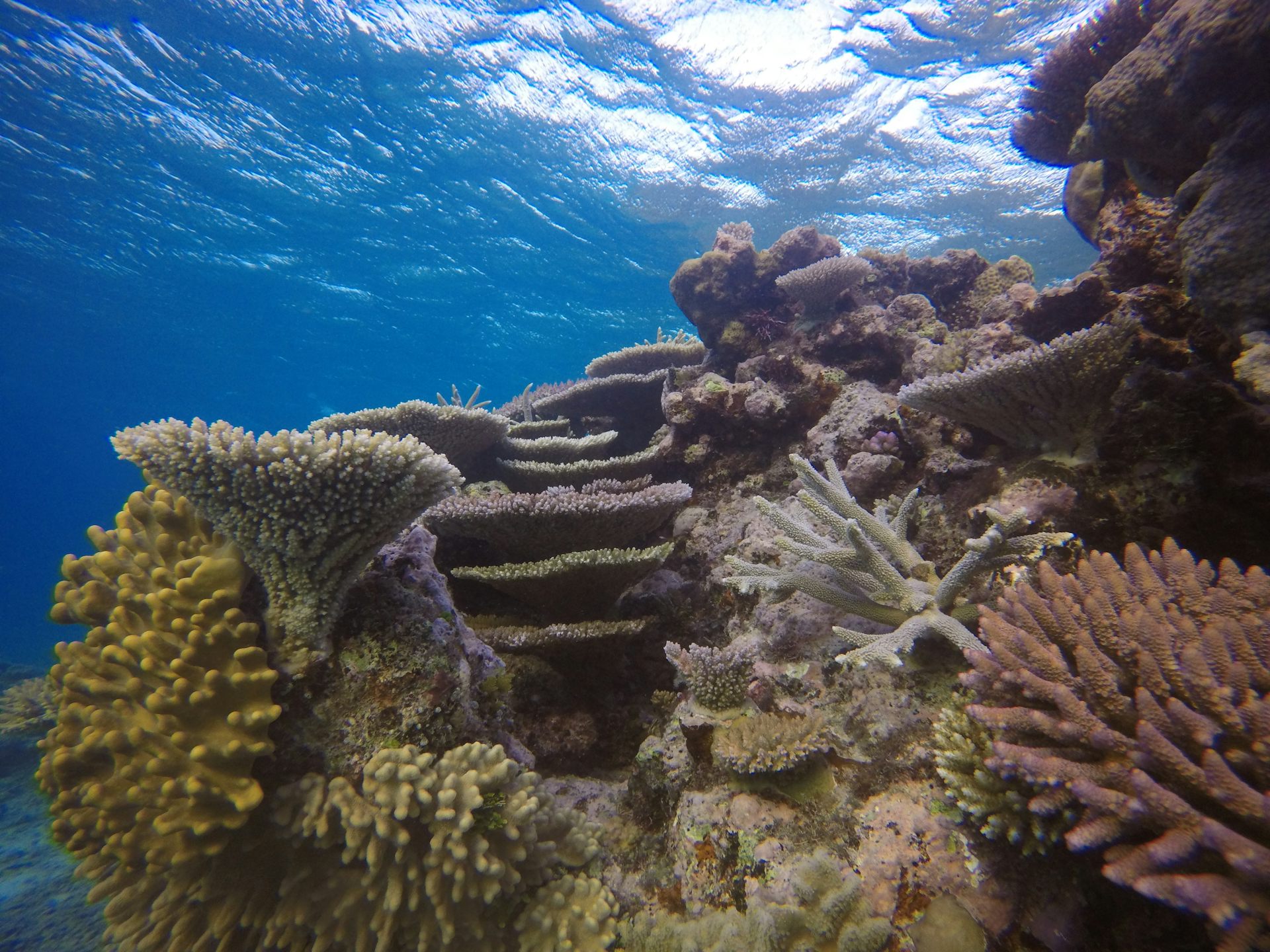 Warm is the new norm for the Great Barrier Reef – and a likely El Niño raises red flags