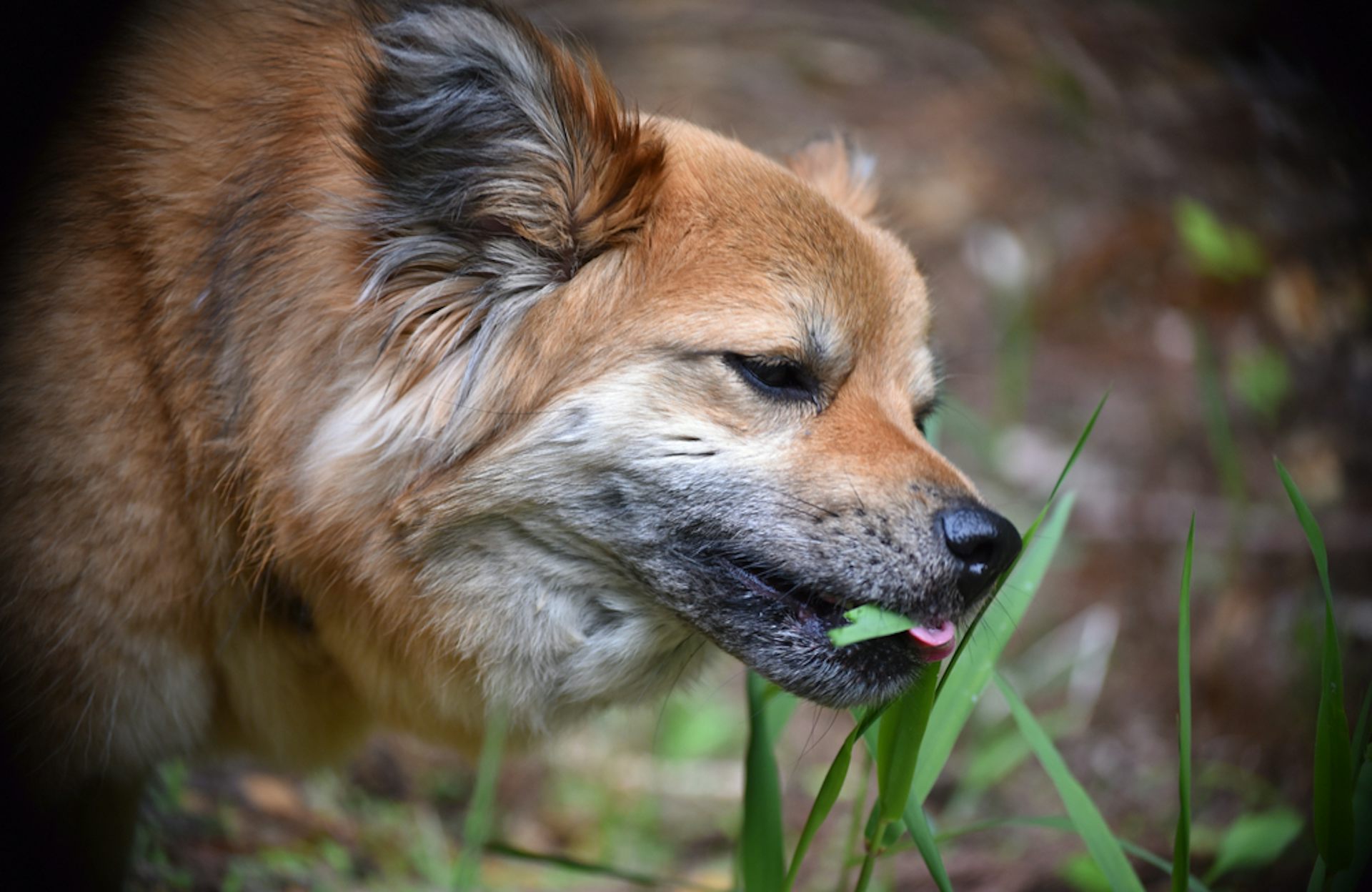 Dog eating grass and best sale not food