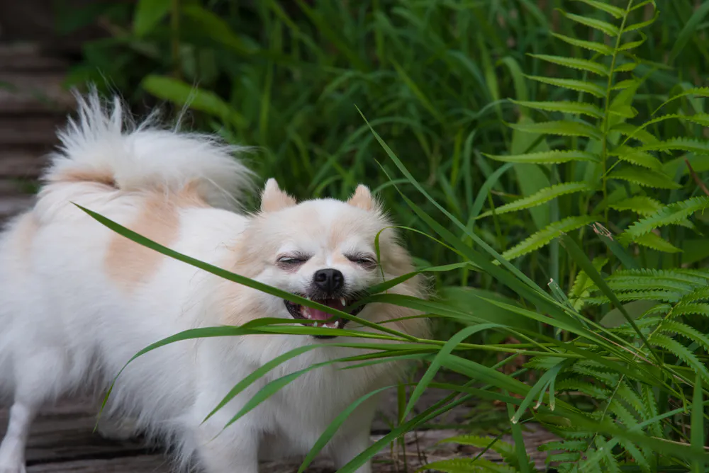 Why does my dog eat grass? And when is it not safe for them?