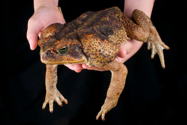 A large yellow and brown toad suspended in someone's hands against a black backdrop.