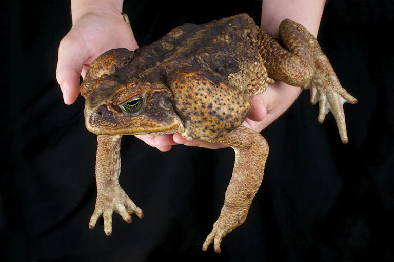 A large yellow and brown toad suspended in someone's hands against a black backdrop.